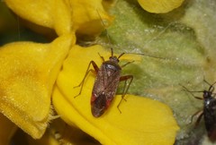 Closterotomus annulus