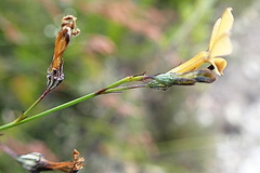 Lobelia capillifolia