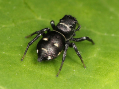 Heliophanus capensis