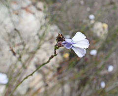 Lobelia capillifolia