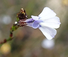 Lobelia capillifolia