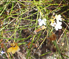 Lobelia capillifolia