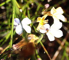Lobelia capillifolia