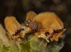 Closterotomus histrio