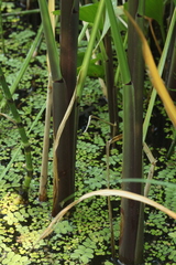 Zizania latifolia