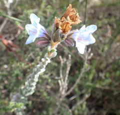 Lobostemon trigonus