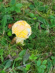 Amanita muscaria formosa