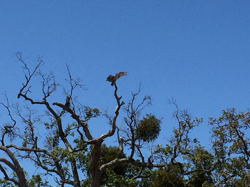 iNaturalist observation photo of Turkey Vulture