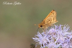 Hylephila ancora
