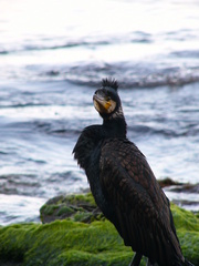 Phalacrocorax carbo