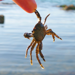 Pachygrapsus marmoratus