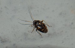 Cyphodema instabilis