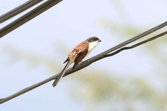 Lanius collurioides