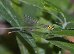 Coeliccia chromothorax