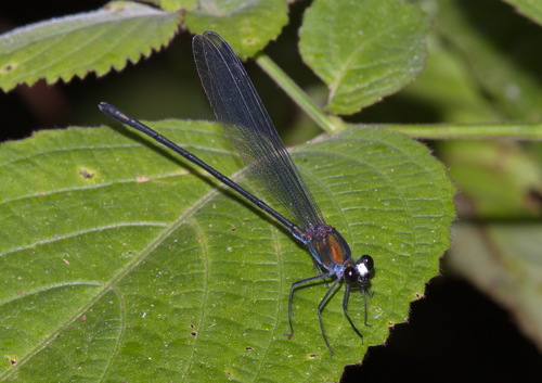 Echo modesta Laidlaw, 1902