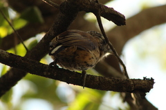 Picumnus nebulosus