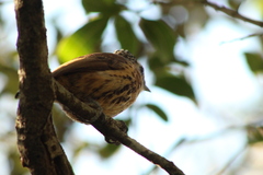 Picumnus nebulosus