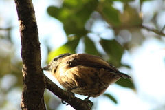 Picumnus nebulosus