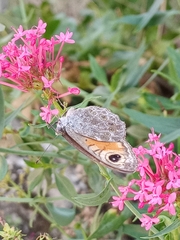 Lasiommata maera