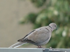 Streptopelia decaocto