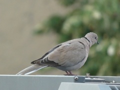 Streptopelia decaocto