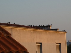 Columba livia domestica