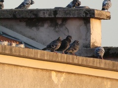 Columba livia domestica