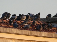 Columba livia domestica