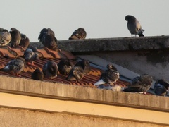 Columba livia domestica