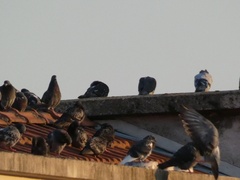 Columba livia domestica