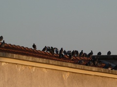 Columba livia domestica