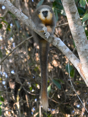 Vieira's Titi photo 3