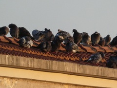Columba livia domestica
