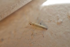 Trigonotylus pulchellus