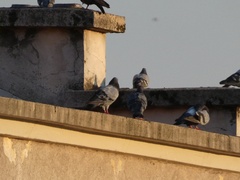 Columba livia domestica