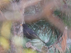 Turdus merula merula