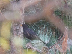 Turdus merula merula