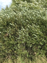 Salix starkeana