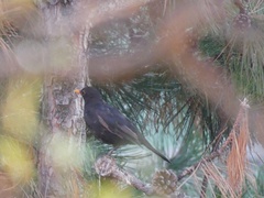 Turdus merula merula