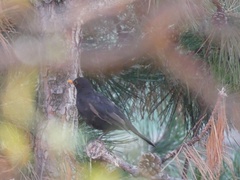 Turdus merula merula