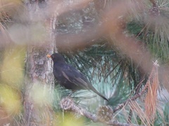 Turdus merula merula