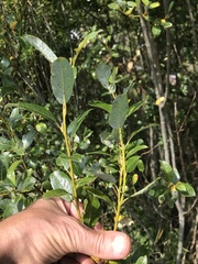 Salix starkeana