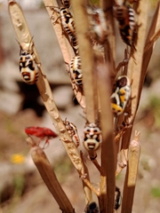 Eurydema ornata