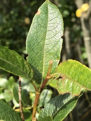 Salix starkeana