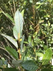 Salix starkeana