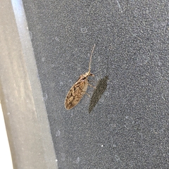 Wesmaelius subnebulosus