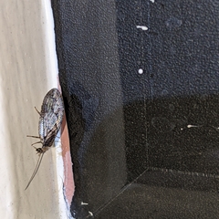 Wesmaelius subnebulosus