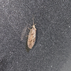 Wesmaelius subnebulosus