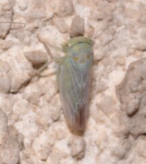 Populicerus albicans