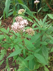Eupatorium cannabinum